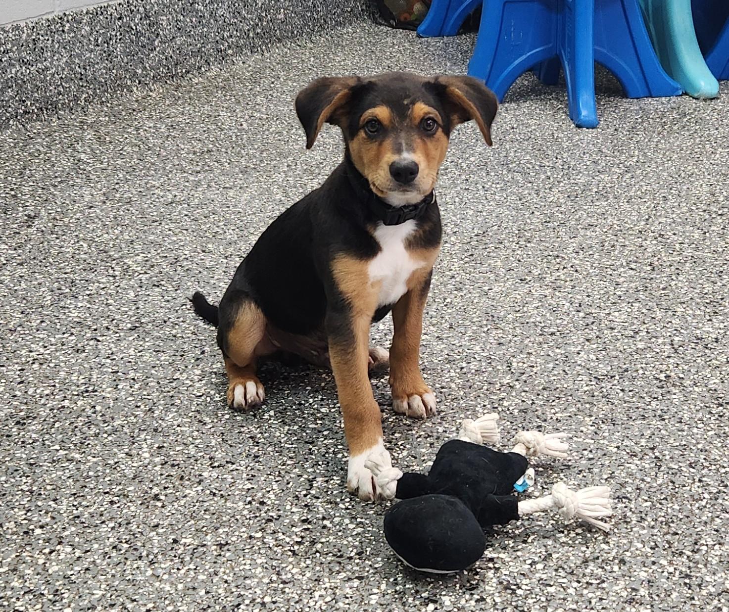 Enlarge Maximus, a ADOPTABLE mixed breed in Siloam Springs, AR image 1/3