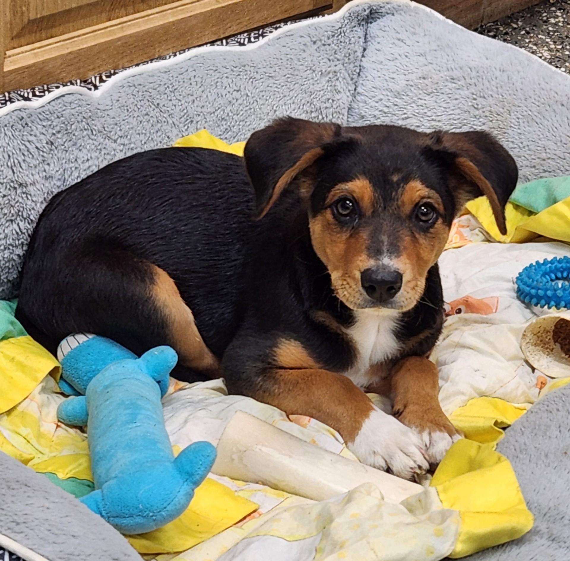 Enlarge Maximus, a ADOPTABLE mixed breed in Siloam Springs, AR image 3/3