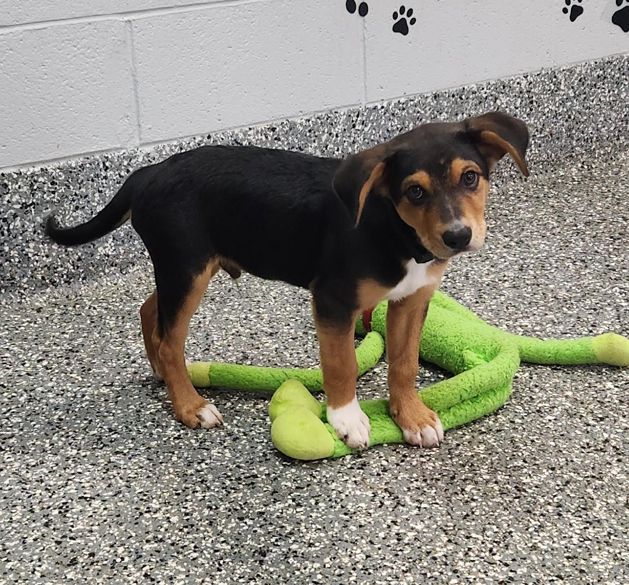 Enlarge Maximus, a ADOPTABLE mixed breed in Siloam Springs, AR image 2/3