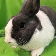 Enlarge Celine, an adopted Dutch in Haltom City, TX image 1/4