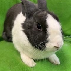 Enlarge Celine, an adopted Dutch in Haltom City, TX image 4/4