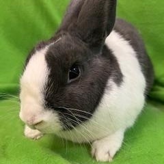 Enlarge Celine, an adopted Dutch in Haltom City, TX image 3/4