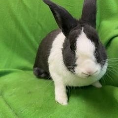 Enlarge Celine, an adopted Dutch in Haltom City, TX image 2/4