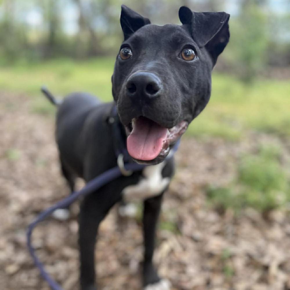 Melvin, Adopted, Puppy Male Labrador Retriever & Mixed Breed.