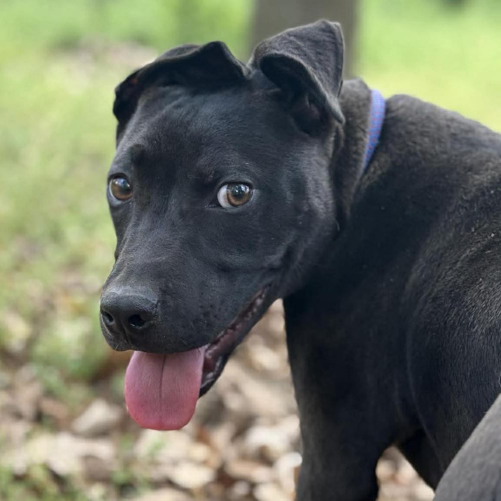 Melvin, a Adopted mixed breed in Long Island City, NY image 2/6
