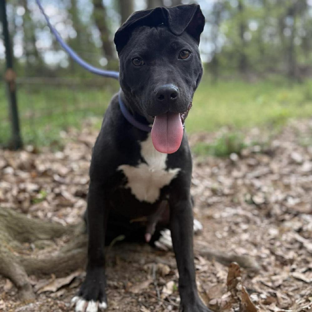 Melvin, a Adopted mixed breed in Long Island City, NY image 3/6