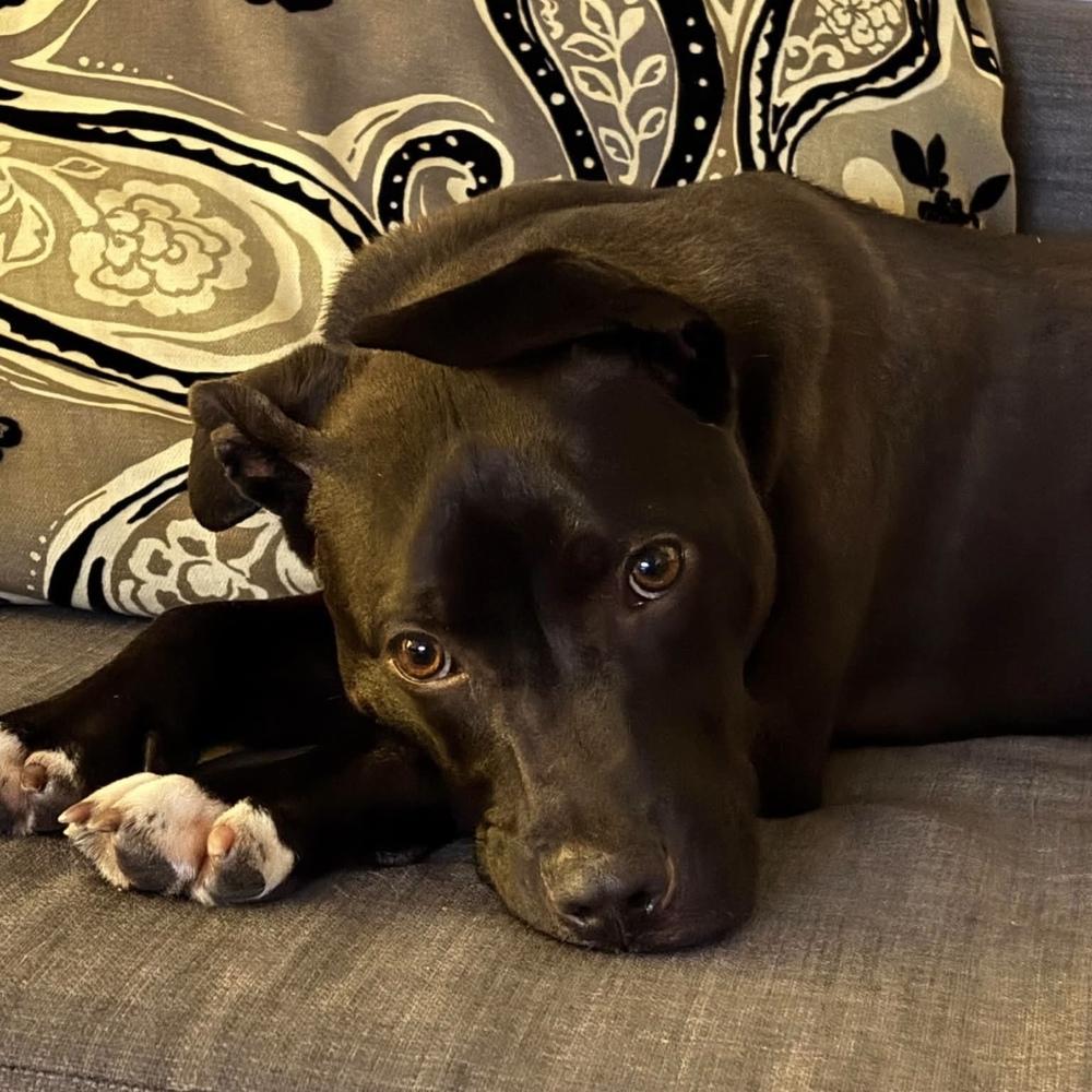 Melvin, a Adopted mixed breed in Long Island City, NY image 4/6