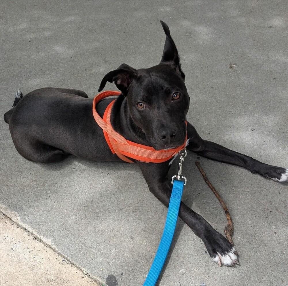 Melvin, a Adopted mixed breed in Long Island City, NY image 5/6