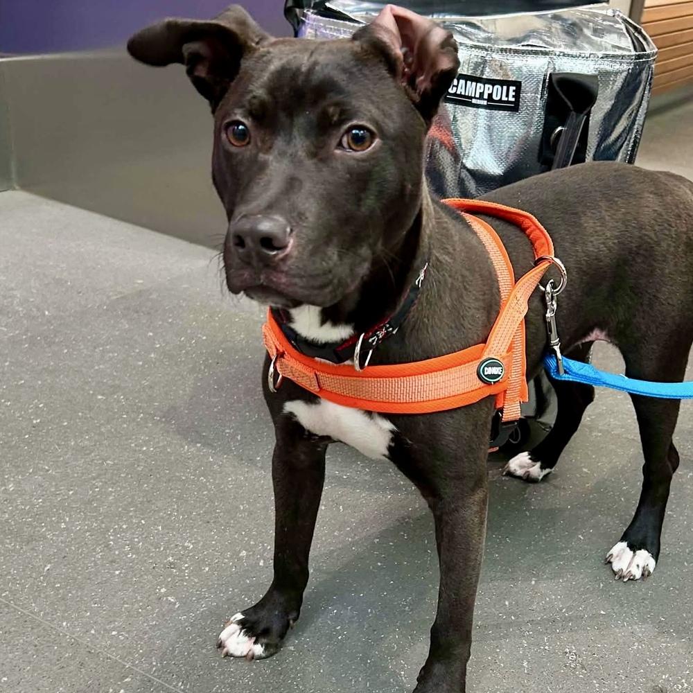 Melvin, a Adopted mixed breed in Long Island City, NY image 6/6
