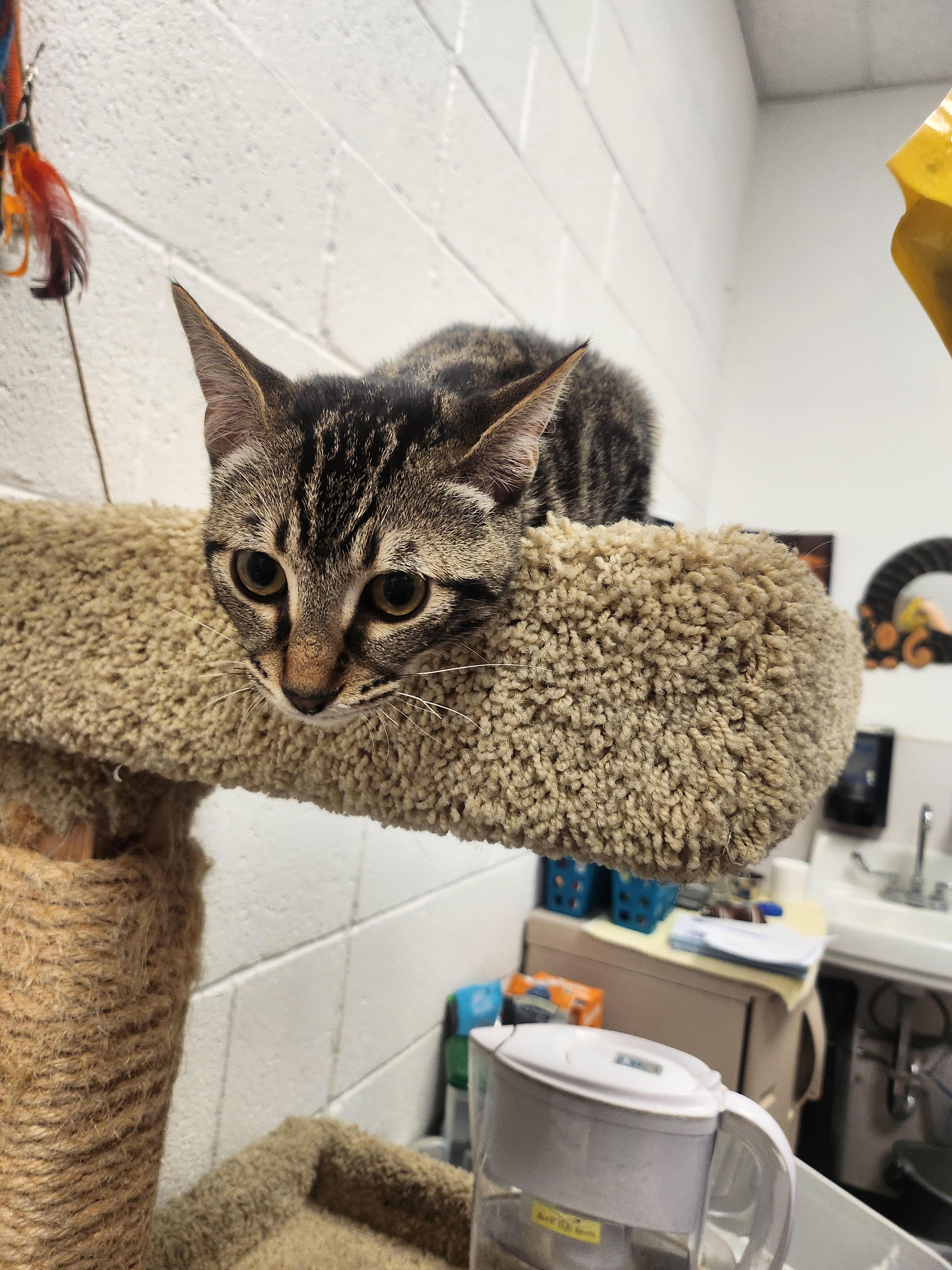 Enlarge Hunter, a Adoptable Domestic Short Hair in Las Vegas, NV image 1/1