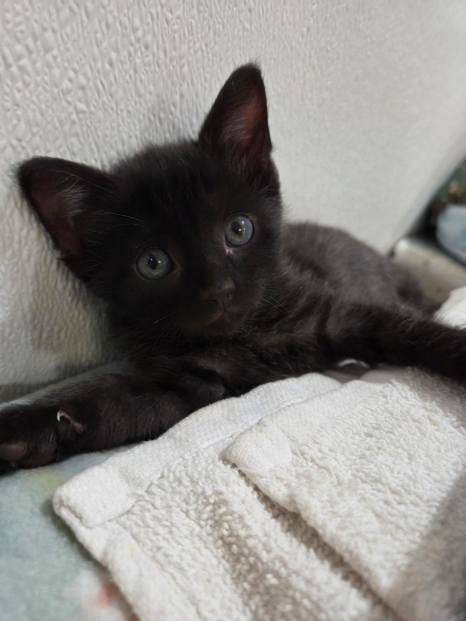 Frodo, a ADOPTABLE Domestic Short Hair in Columbia, MO image 4/4