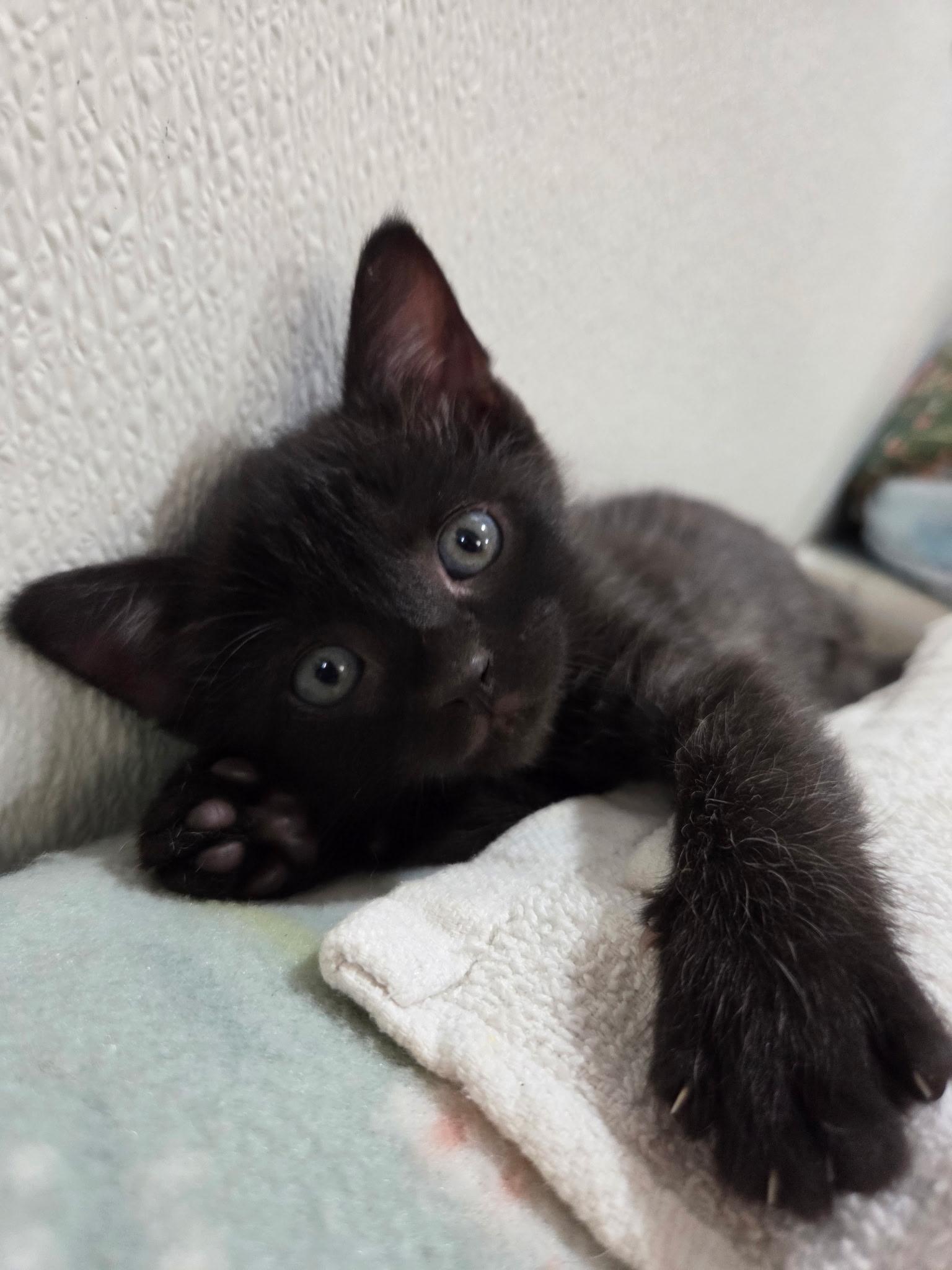 Frodo, a ADOPTABLE Domestic Short Hair in Columbia, MO image 2/4