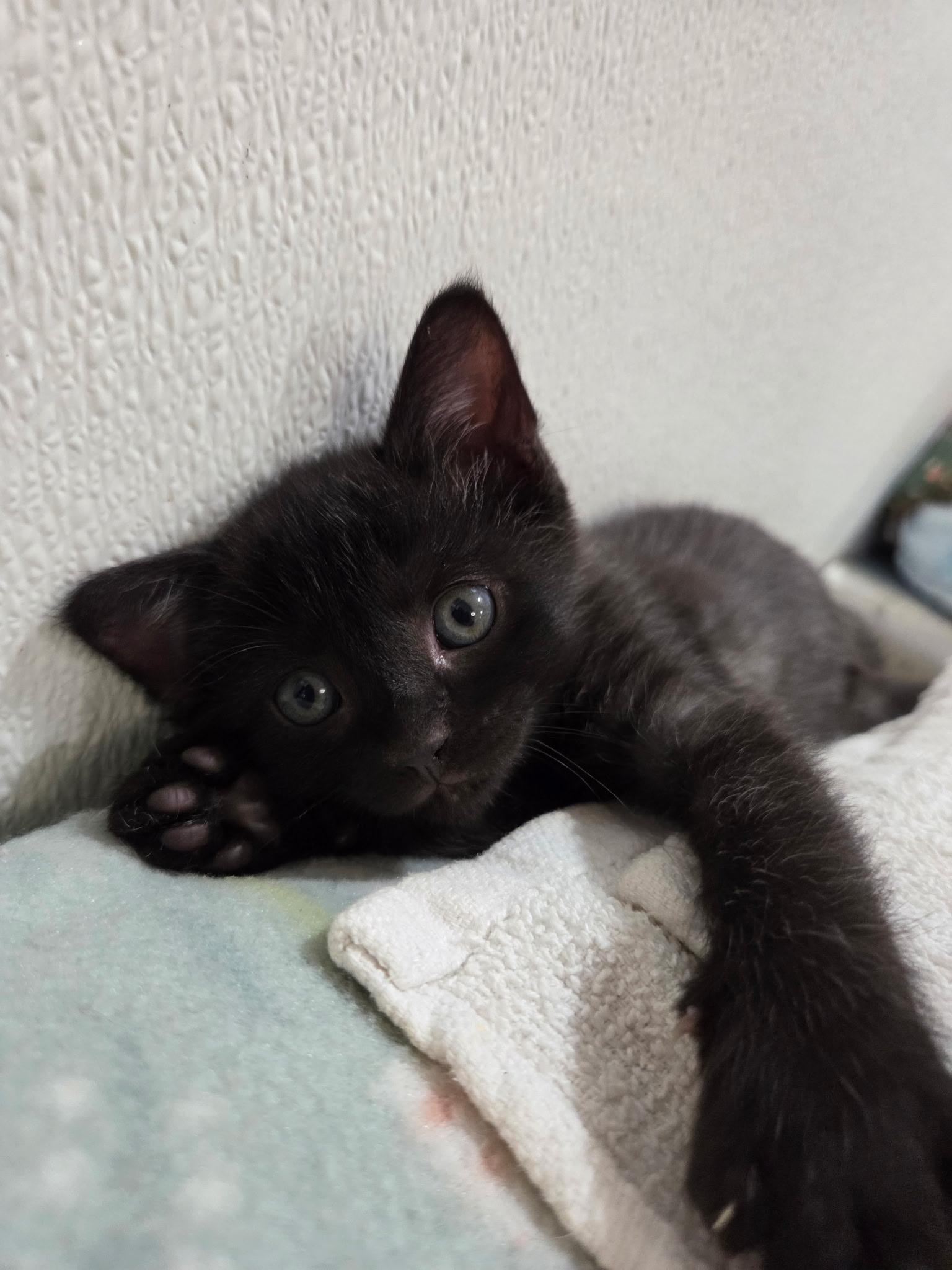 Frodo, a ADOPTABLE Domestic Short Hair in Columbia, MO image 3/4