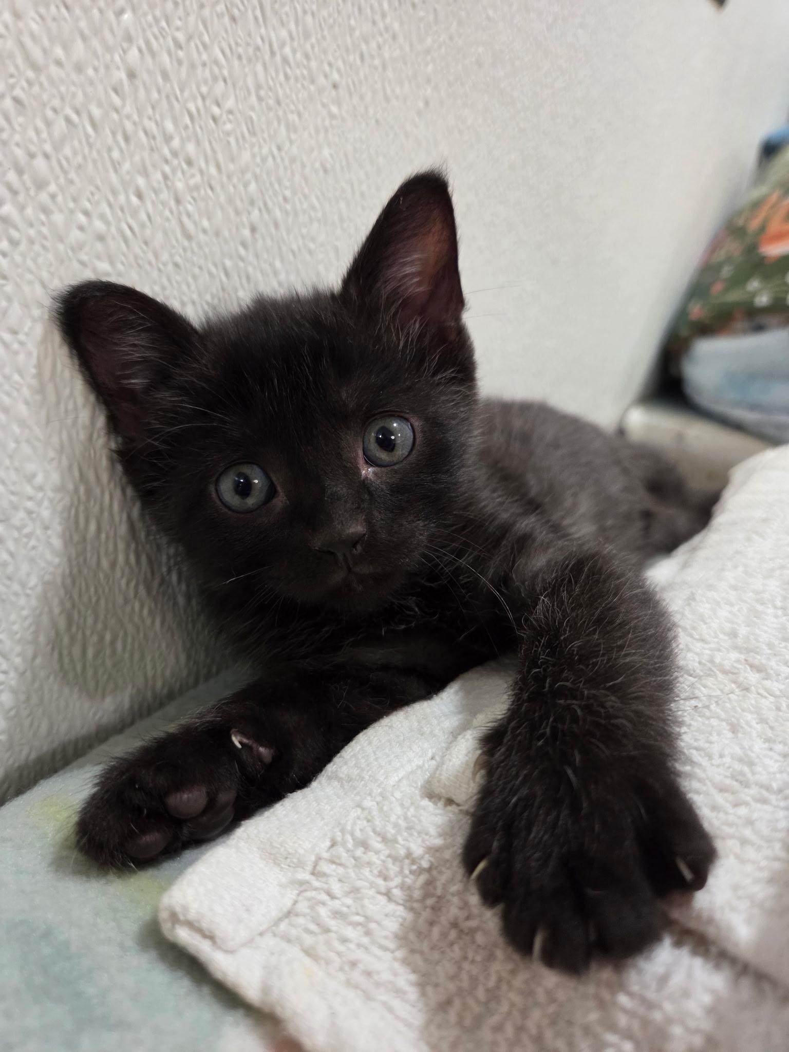 Frodo, ADOPTABLE, Kitten Female Domestic Short Hair.