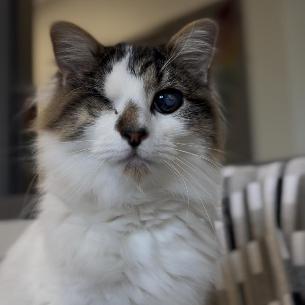 Enlarge Kramer, a Adoptable Domestic Long Hair in Marysville, OH image 1/6