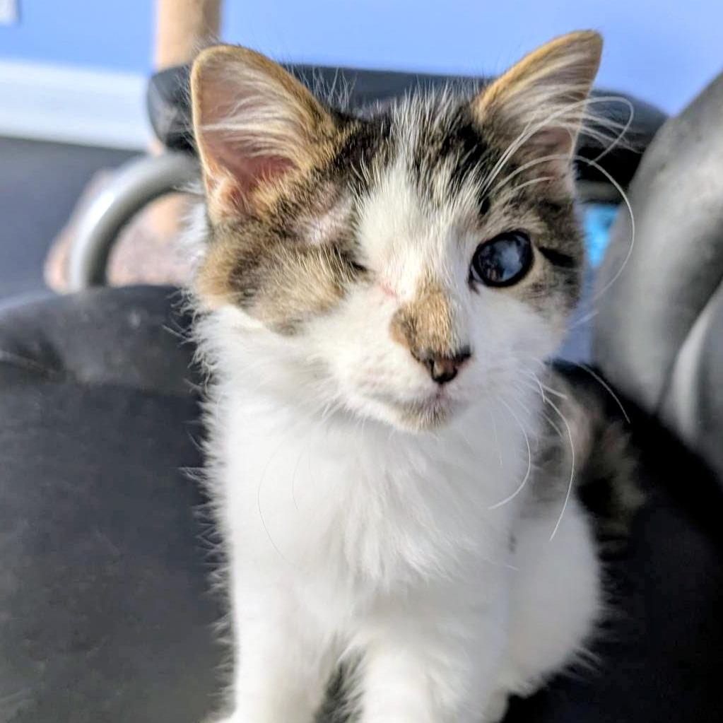 Enlarge Kramer, a Adoptable Domestic Long Hair in Marysville, OH image 2/6