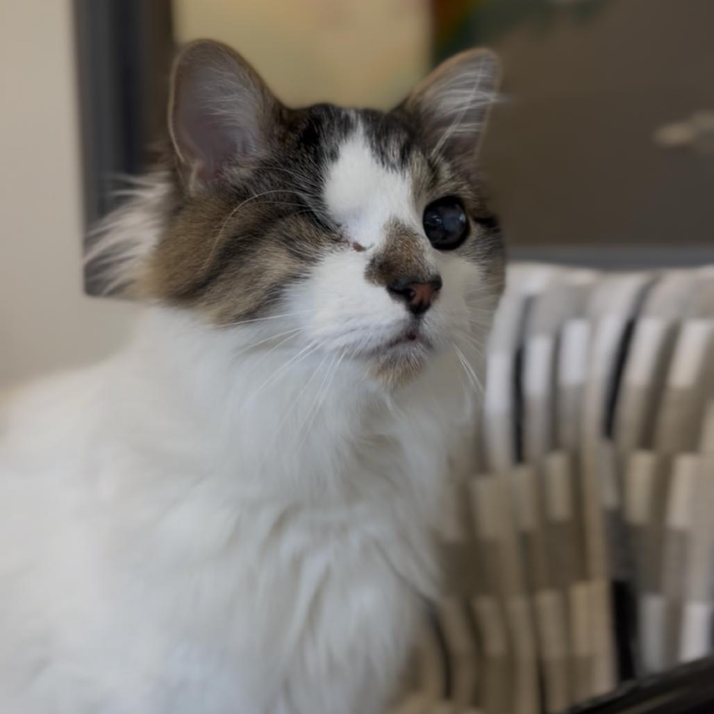 Enlarge Kramer, a Adoptable Domestic Long Hair in Marysville, OH image 3/6