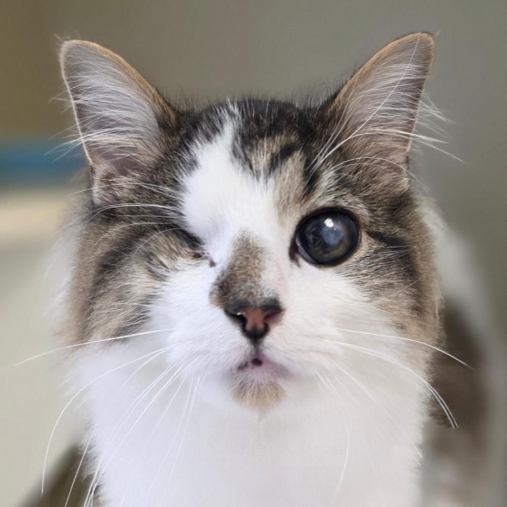 Enlarge Kramer, a Adoptable Domestic Long Hair in Marysville, OH image 4/6