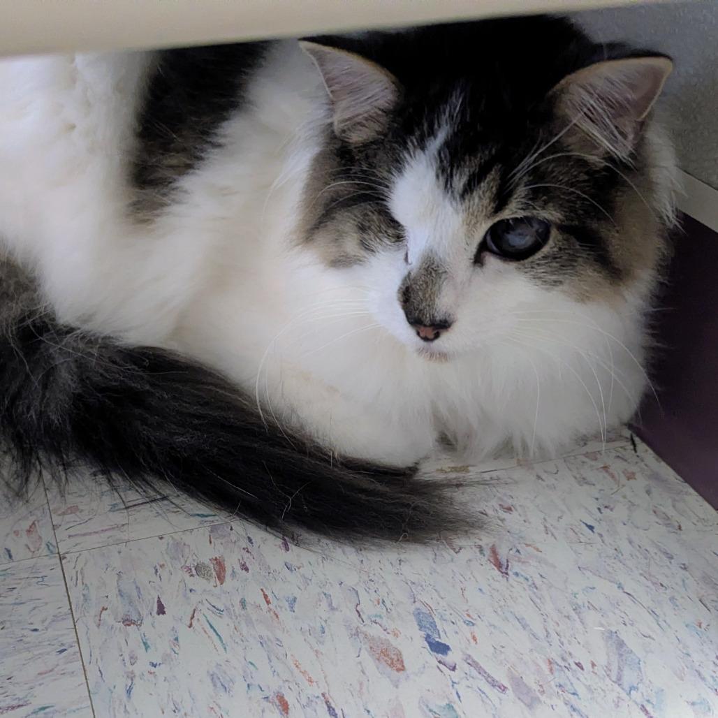 Enlarge Kramer, a Adoptable Domestic Long Hair in Marysville, OH image 5/6