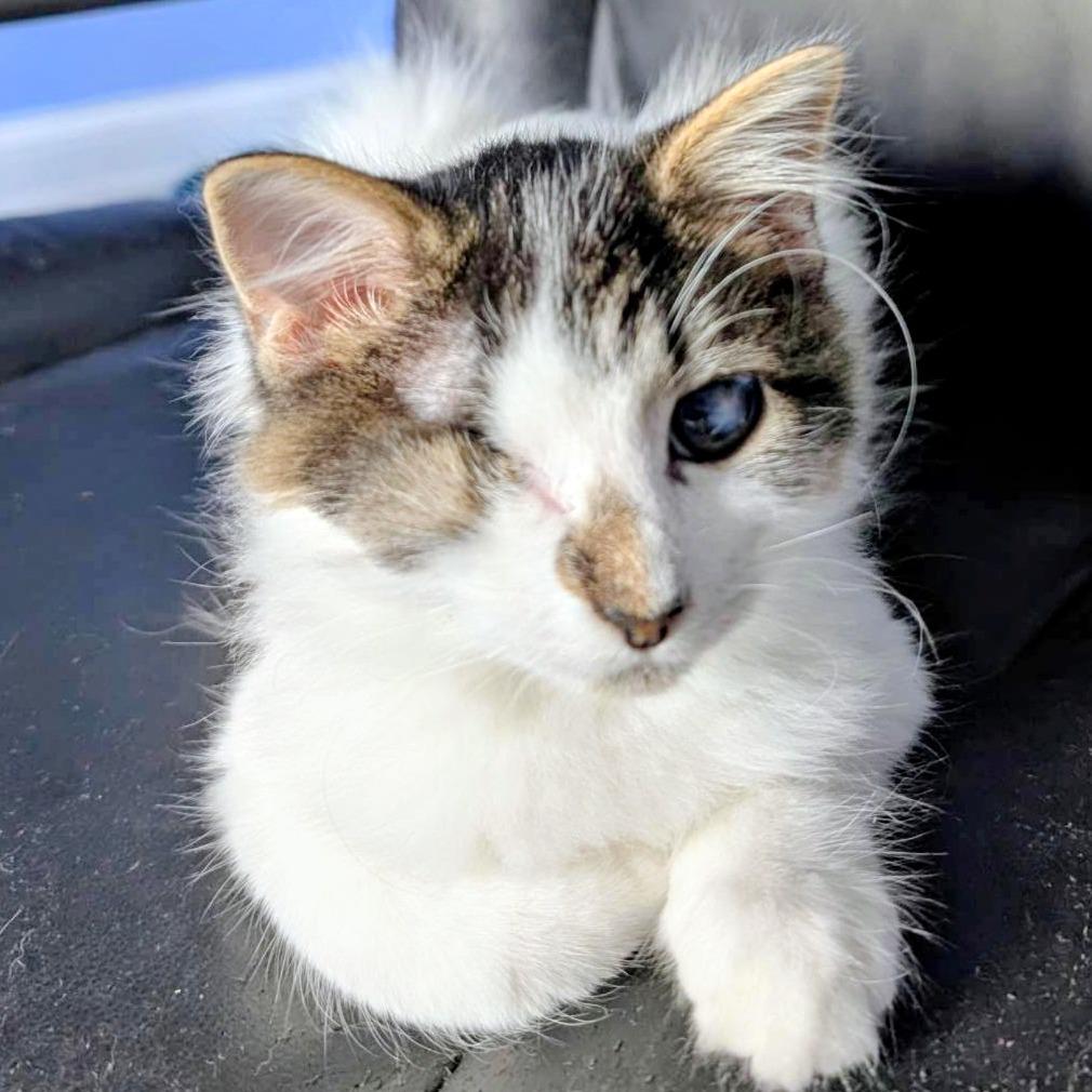 Enlarge Kramer, a Adoptable Domestic Long Hair in Marysville, OH image 6/6