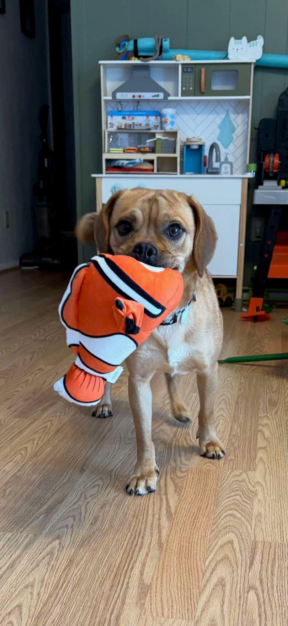 Nemo, Adoptable, Young Male Pug & Beagle.