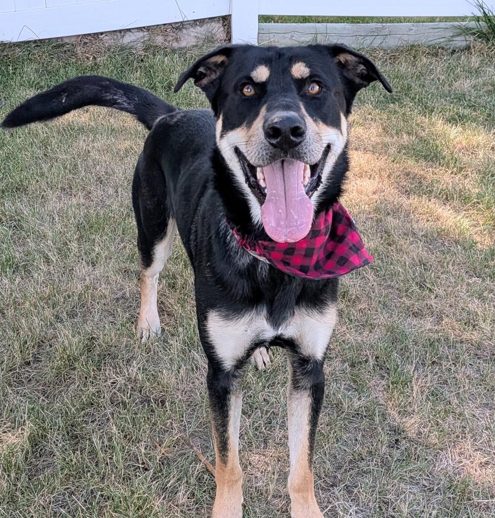 Jack, Adoptable, Young Male Shepherd.