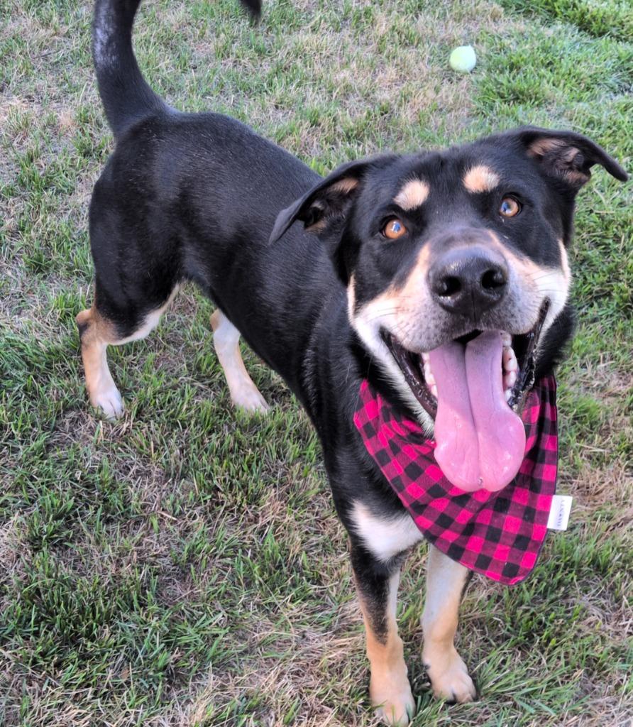 Jack, a Adoptable mixed breed in Logan, UT image 2/5
