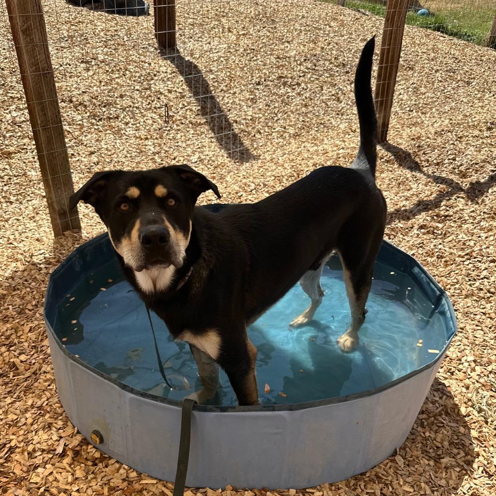 Jack, a Adoptable mixed breed in Logan, UT image 3/5