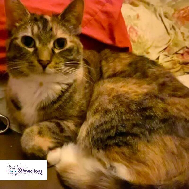 Sheba, a Adoptable American Shorthair in Astoria, NY image 3/6