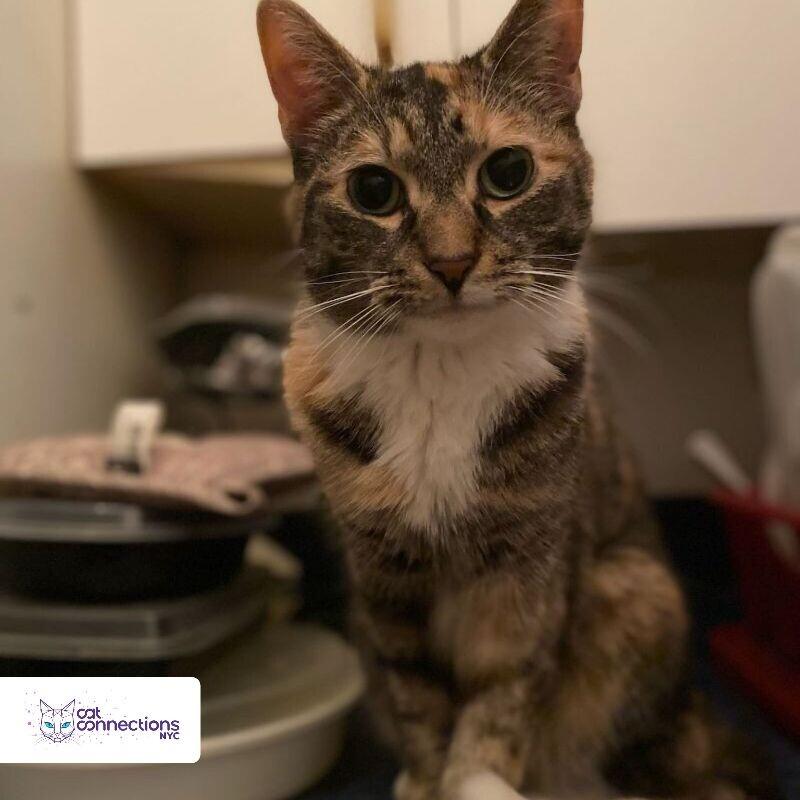 Sheba, a Adoptable American Shorthair in Astoria, NY image 5/6