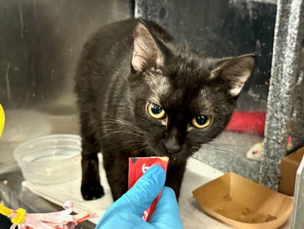 Enlarge Meowy Dearest, a Adoptable mixed breed in New York, NY image 1/1