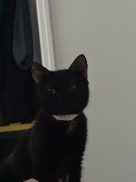 Meowy Dearest — thumbnail 2