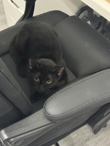 Meowy Dearest — thumbnail 3