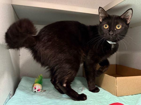 Meowy Dearest — thumbnail 4