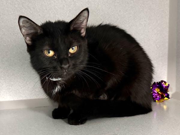 Meowy Dearest — thumbnail 5