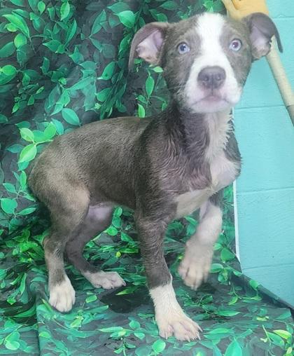 Trampus, a Adoptable mixed breed in Elmira, NY image 1/3