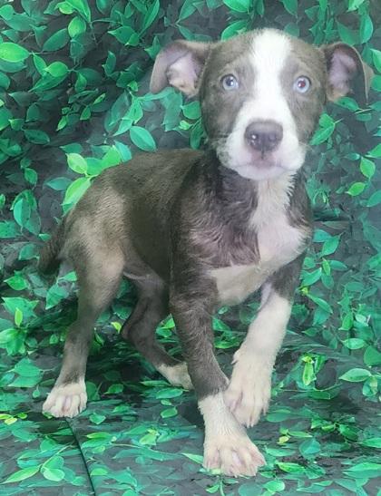Trampus, a Adoptable mixed breed in Elmira, NY image 2/3