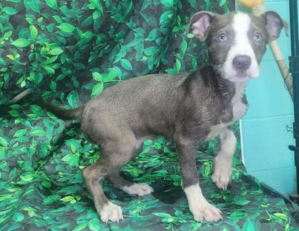 Trampus, a Adoptable mixed breed in Elmira, NY image 3/3