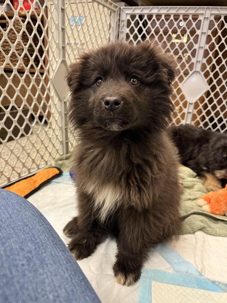 Enlarge Sourdough, a Adoptable mixed breed in Bemidji, MN image 1/3