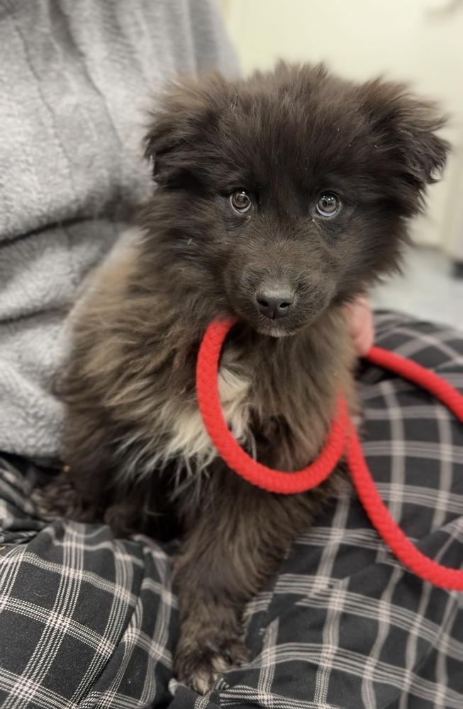 Enlarge Sourdough, a Adoptable mixed breed in Bemidji, MN image 2/3