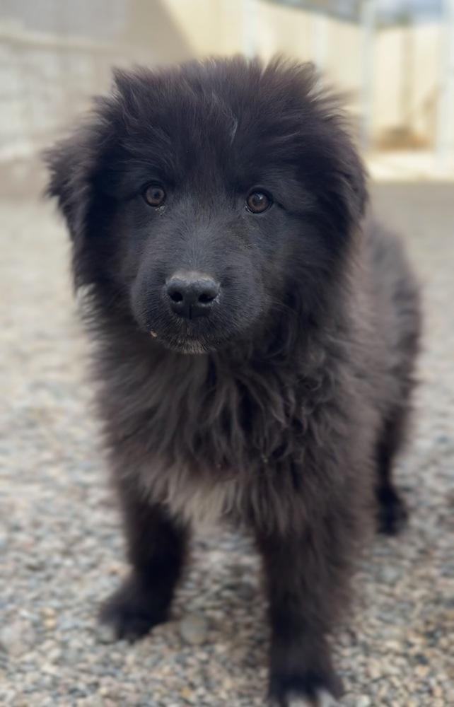 Enlarge Sourdough, a Adoptable mixed breed in Bemidji, MN image 3/3