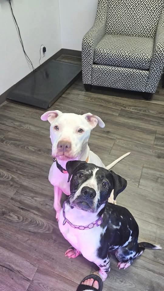 Pebbles, Adoptable, Adult Male American Bulldog.