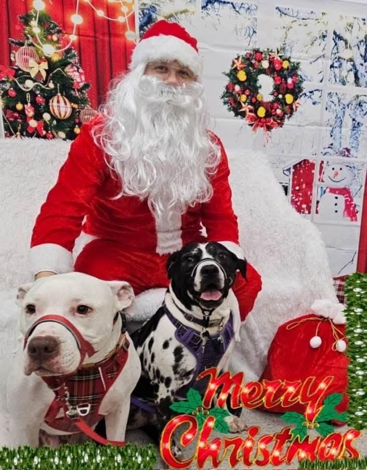 Pebbles, a Adoptable mixed breed in Antioch, TN image 2/5