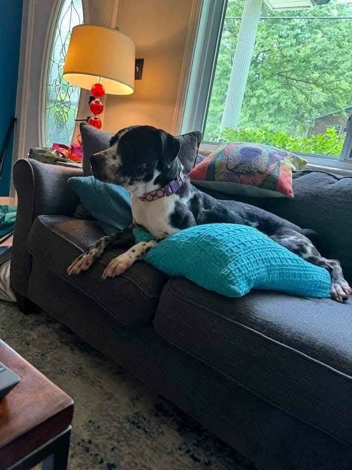 Pebbles, a Adoptable mixed breed in Antioch, TN image 3/5