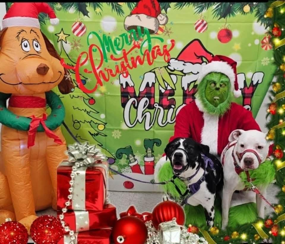 Pebbles, a Adoptable mixed breed in Antioch, TN image 5/5