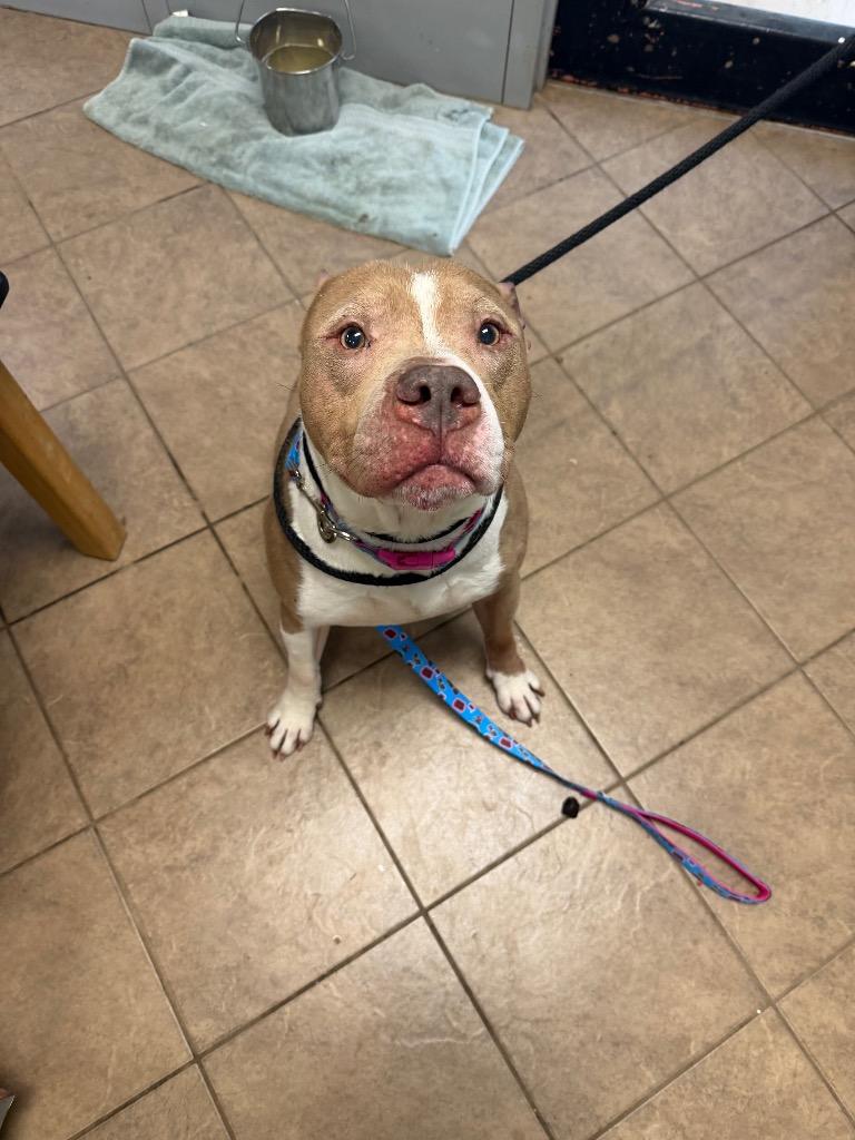 Vincent, Adoptable, Young Male Pit Bull Terrier.