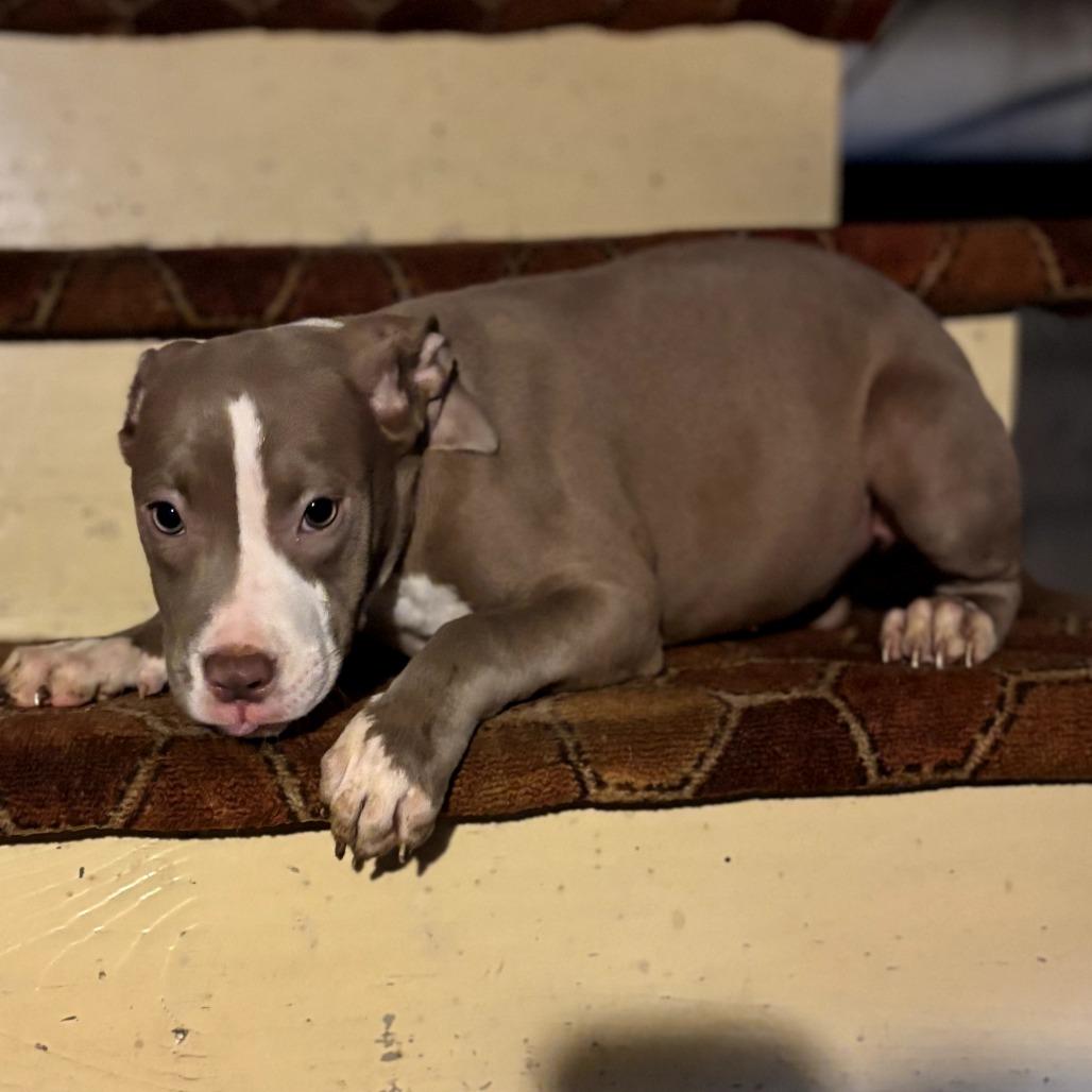 Rose, Adoptable, Puppy Female Pit Bull Terrier.