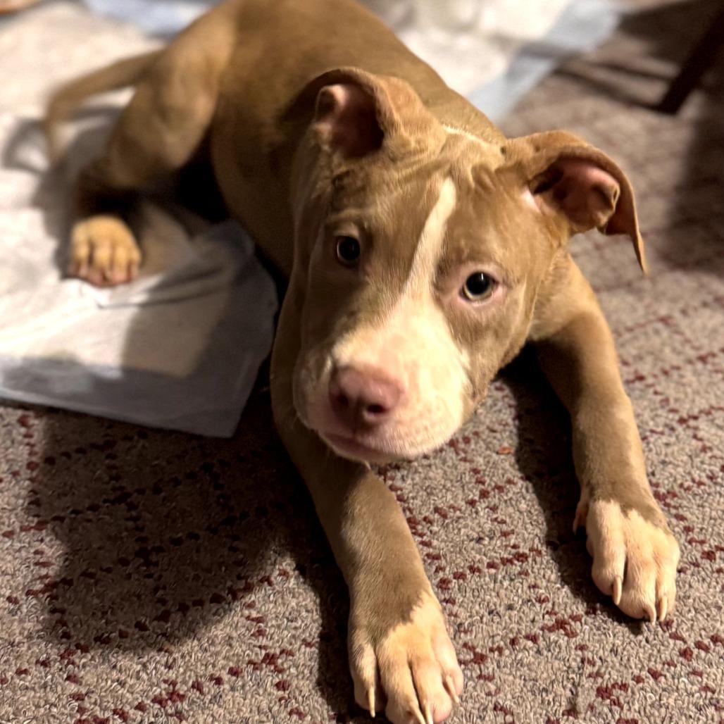 Rose — thumbnail 3