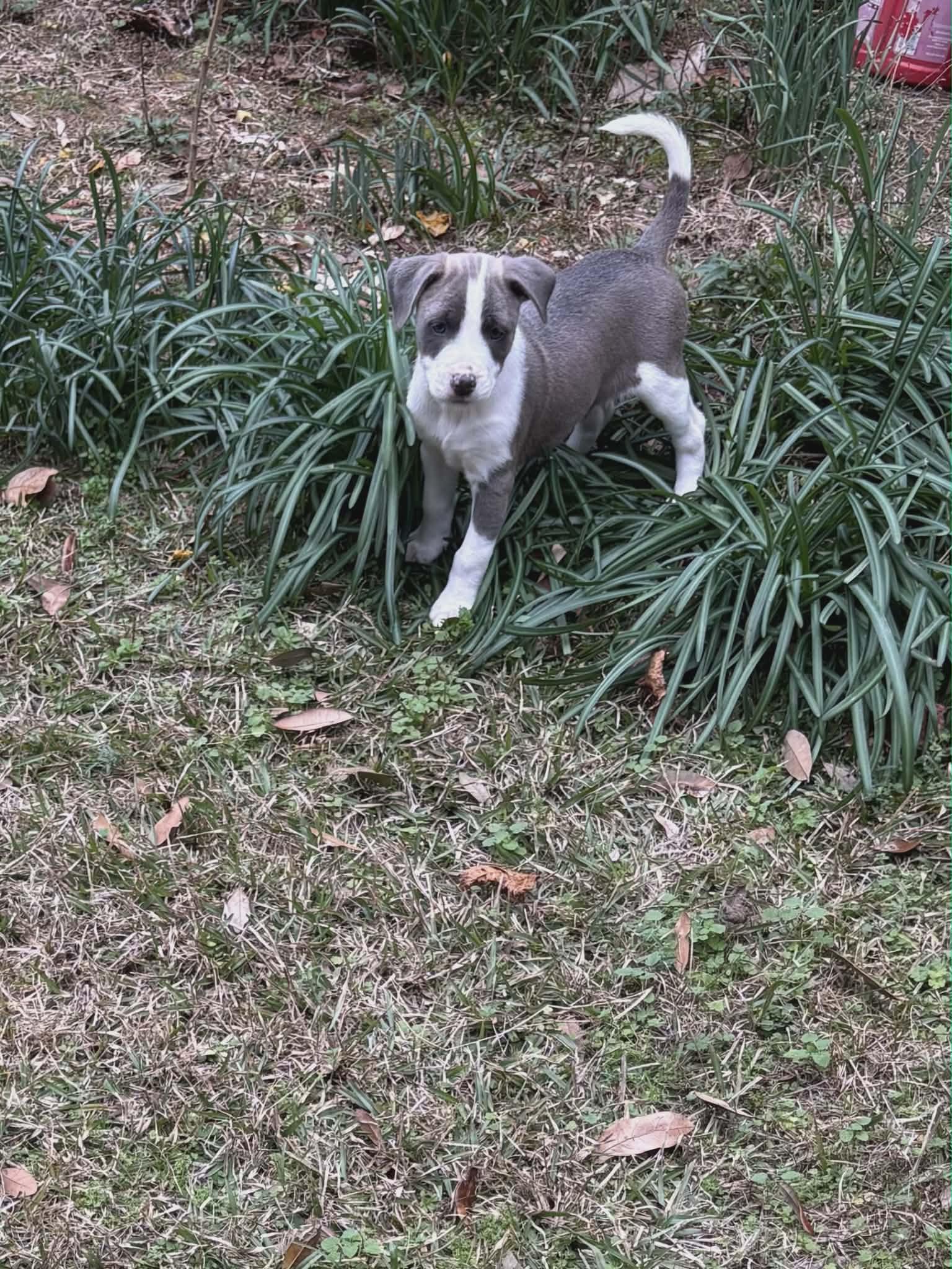 Enlarge Violet, a Adoptable mixed breed in Chepachet, RI image 5/5