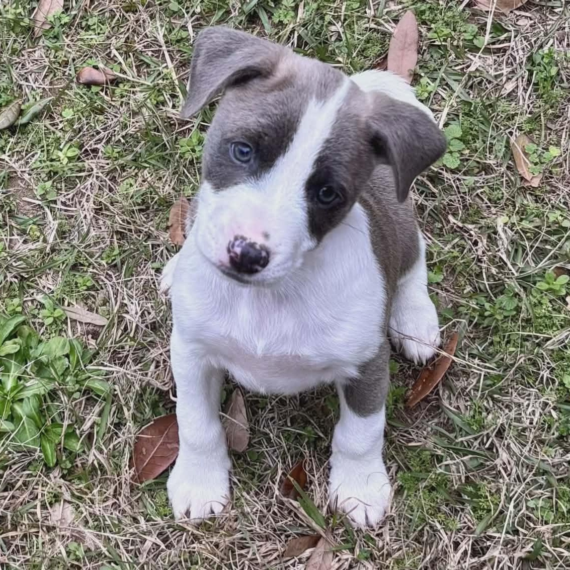 Violet, Adoptable, Puppy Female Collie.
